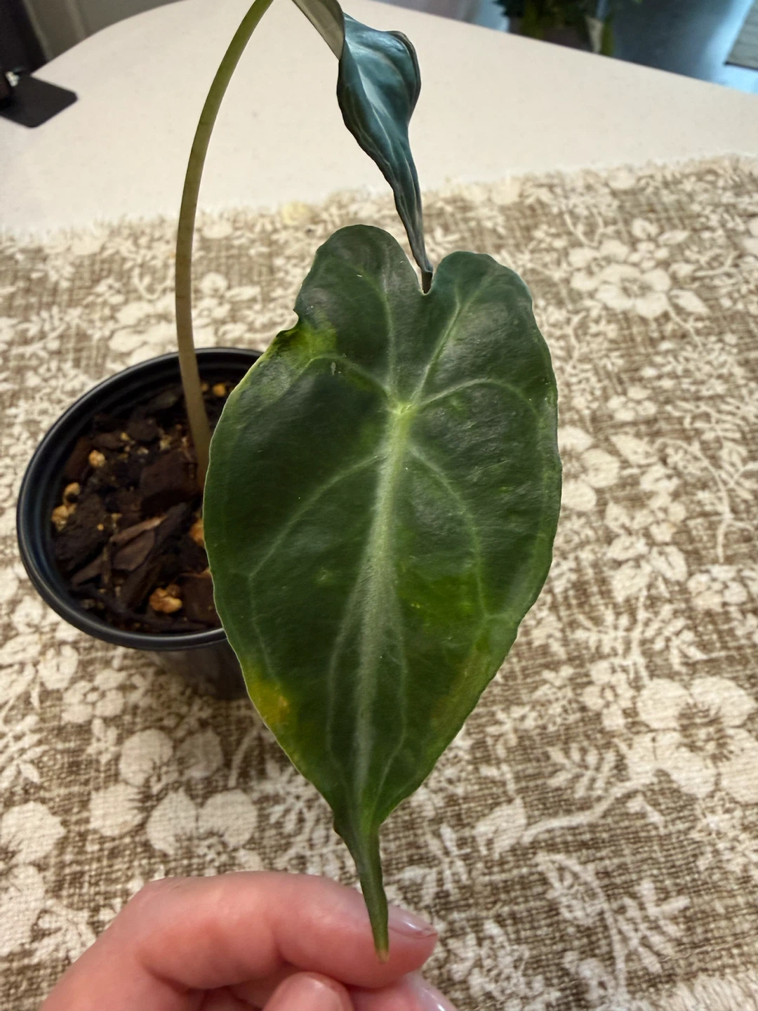 Alocasia Venom Sport Variagated - photo 2