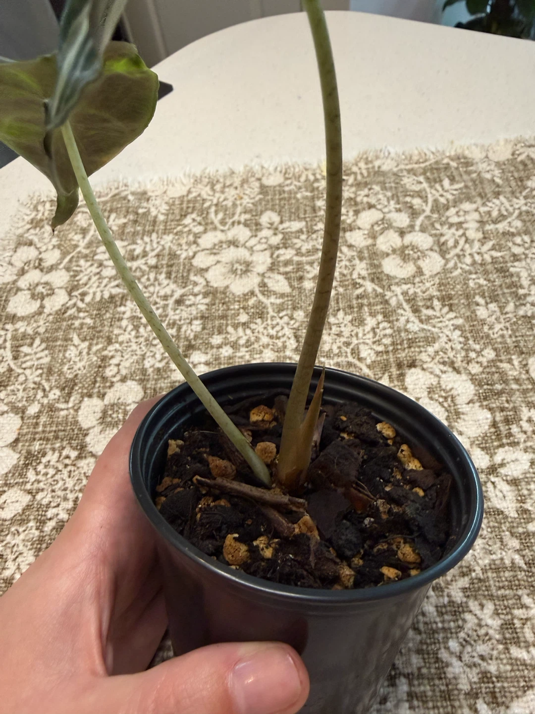 Alocasia Venom Sport Variagated - photo 3