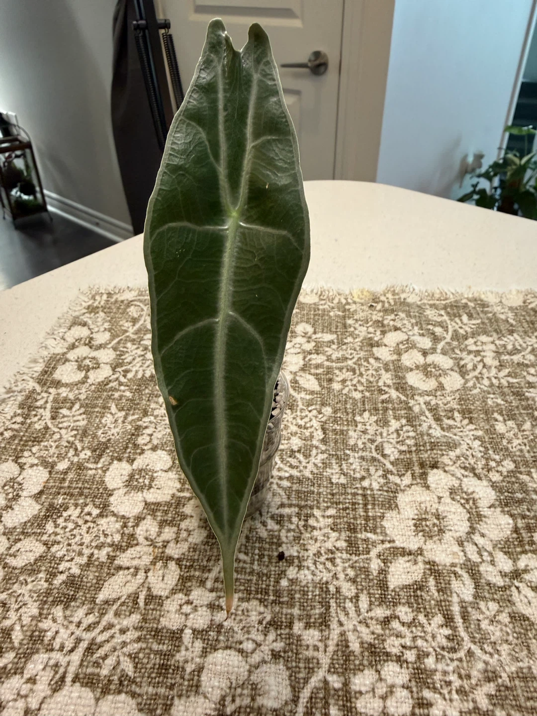 Alocasia Longiloba Purple Plant