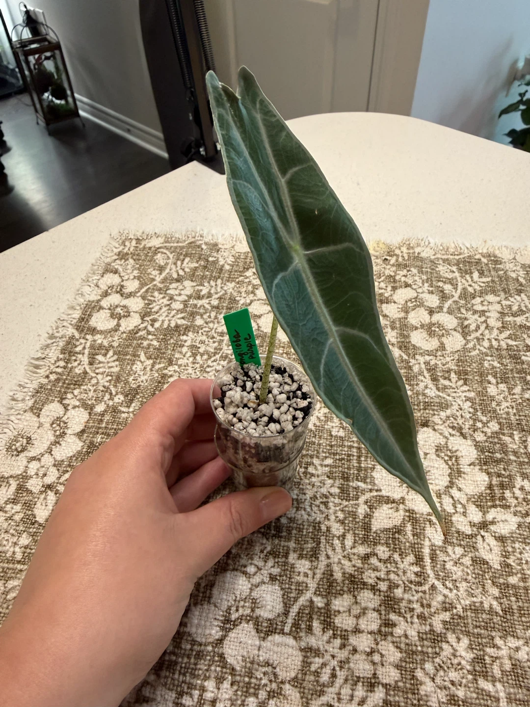 Alocasia Longiloba Purple Plant - photo 2