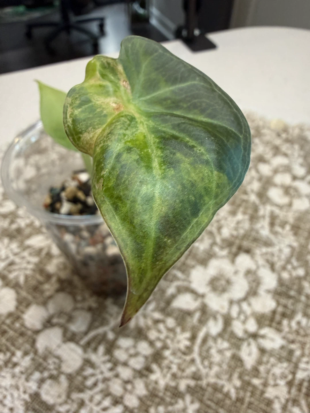 Rare Variegated Alocasia Regal Shield Aurea