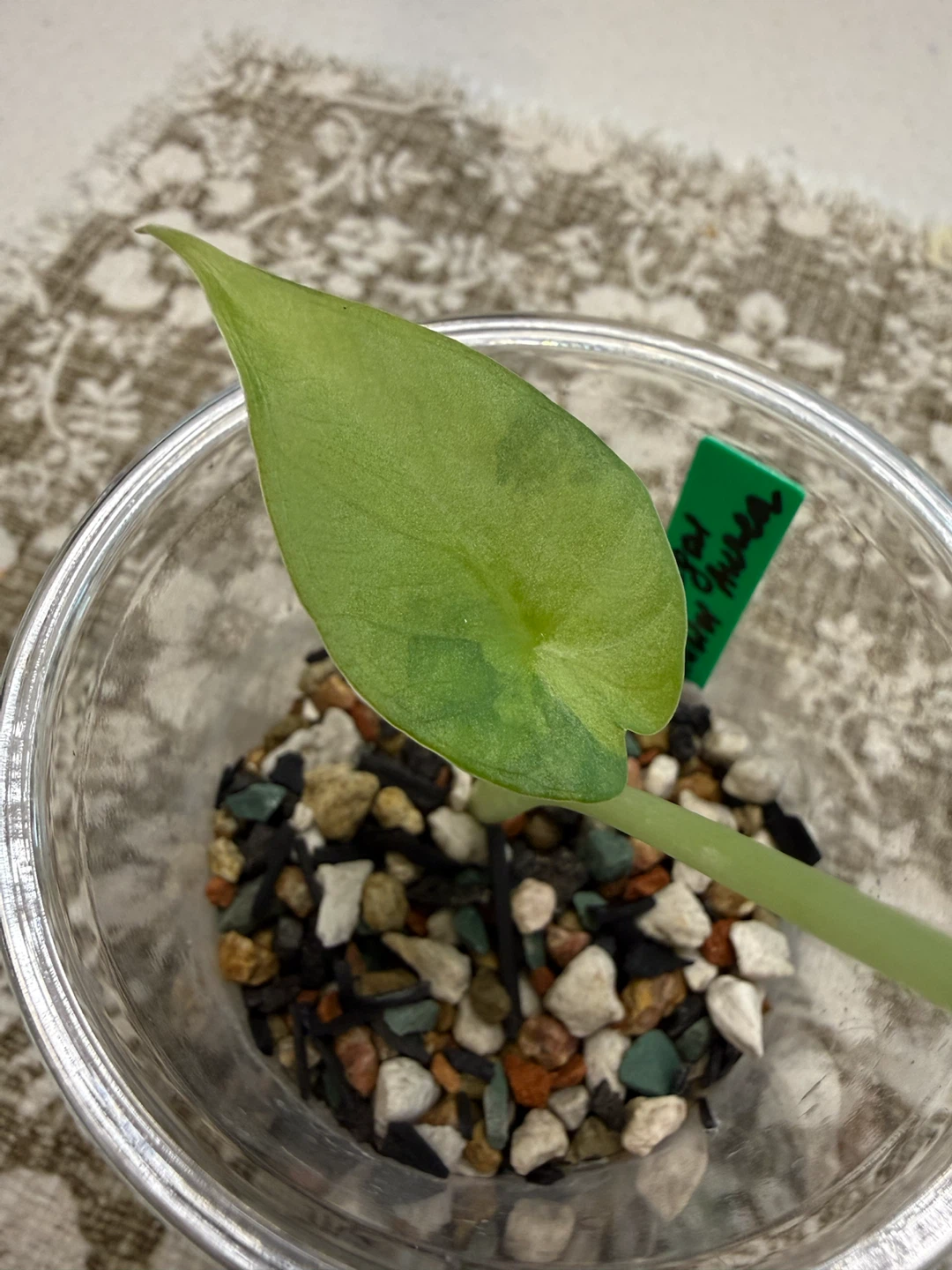 Rare Variegated Alocasia Regal Shield Aurea - photo 2