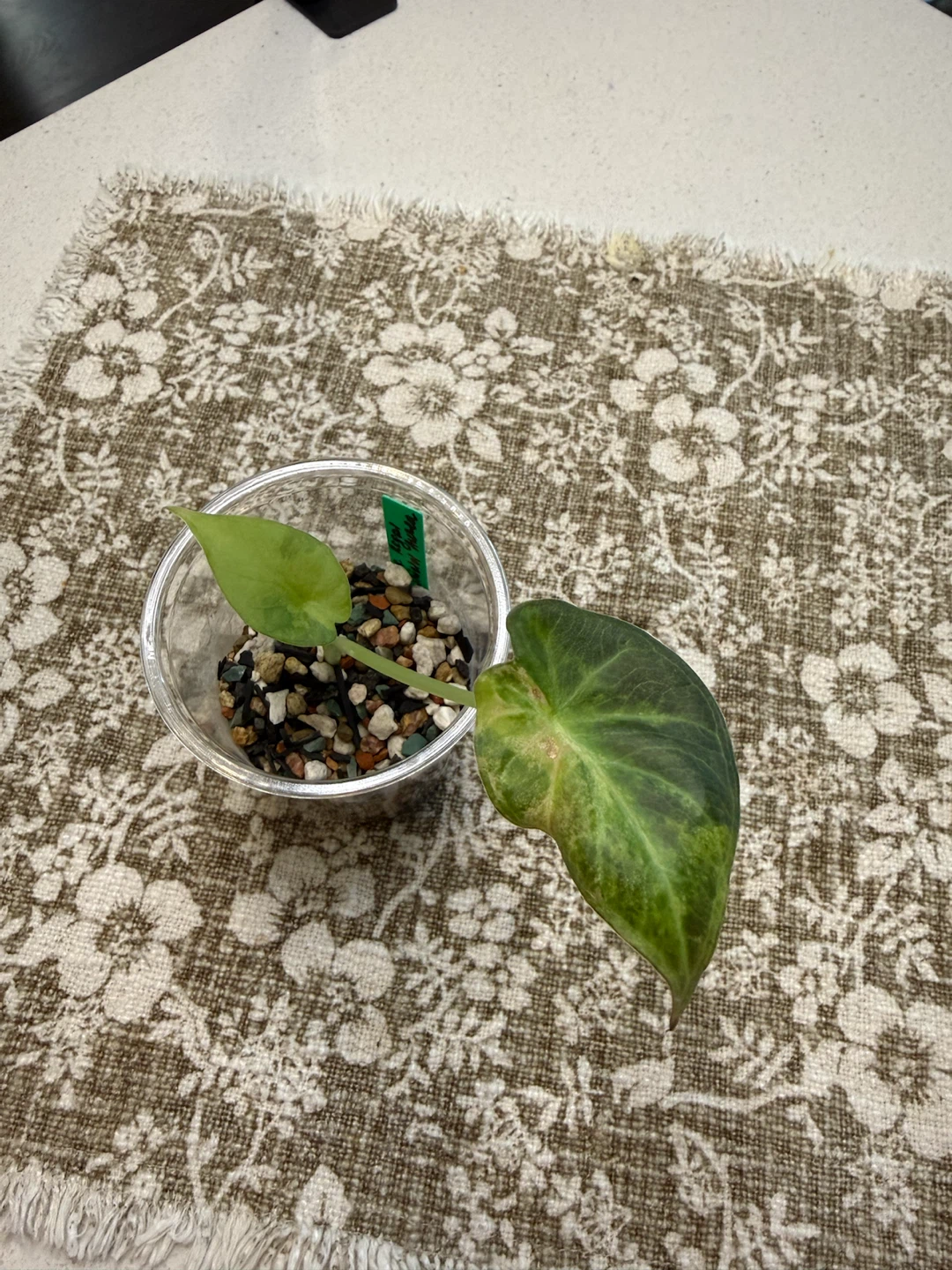 Rare Variegated Alocasia Regal Shield Aurea - photo 3
