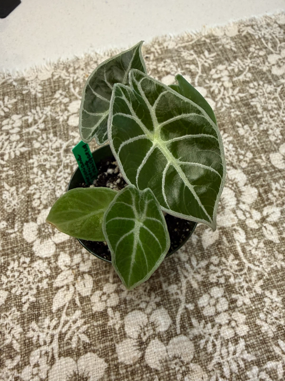 Alocasia watsoniana lightning variegated