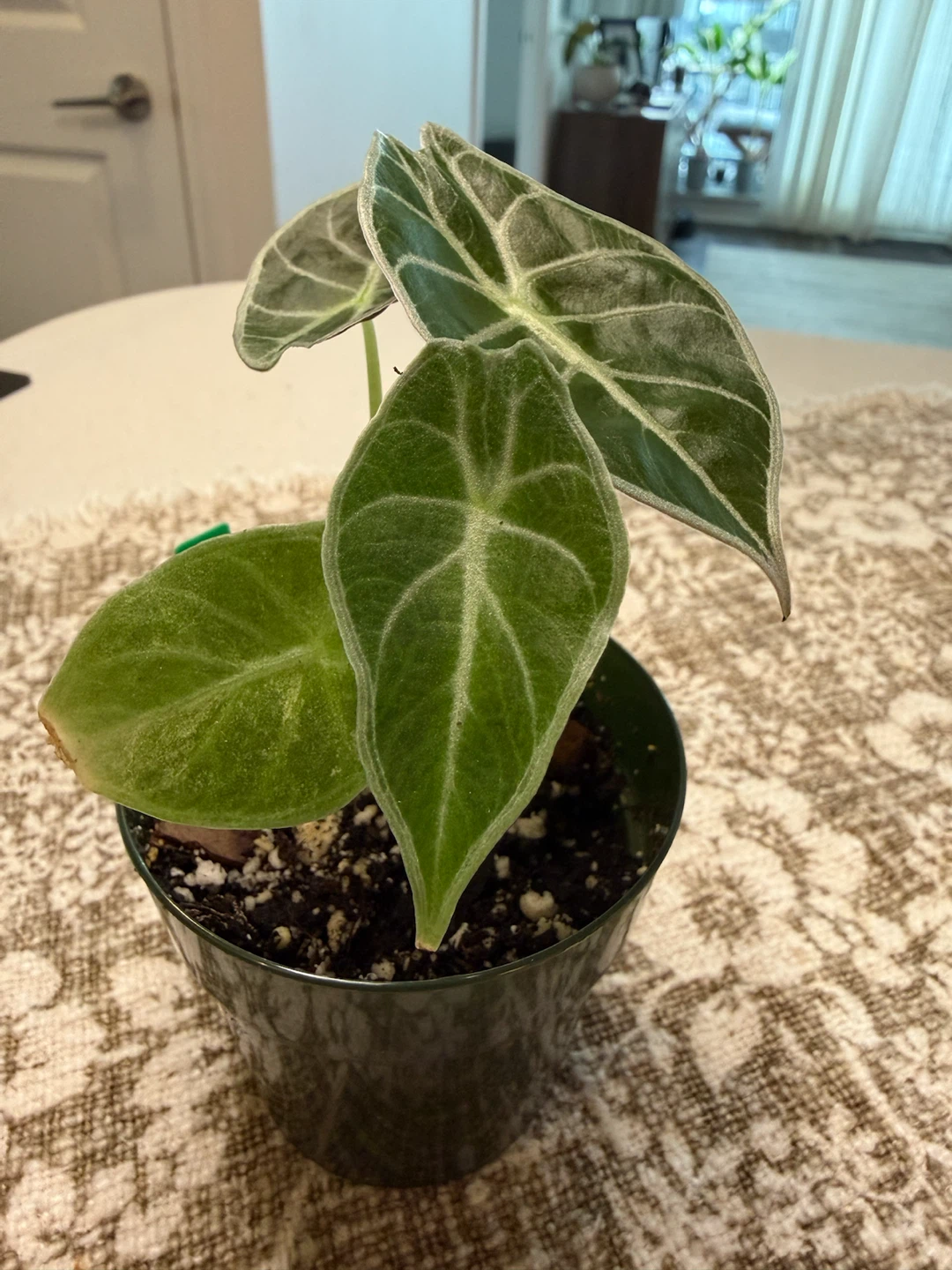 Alocasia watsoniana lightning variegated - photo 2
