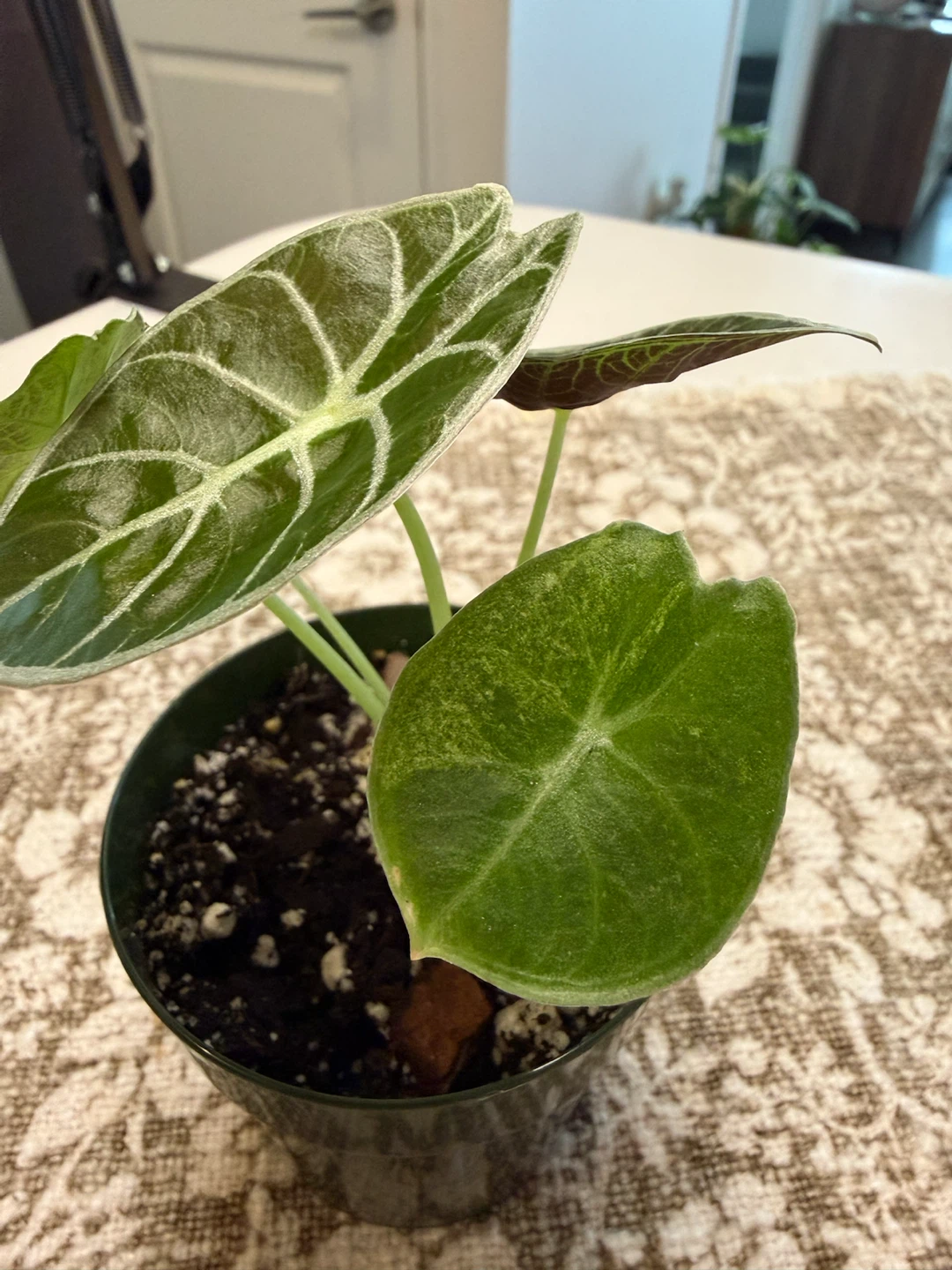 Alocasia watsoniana lightning variegated - photo 3
