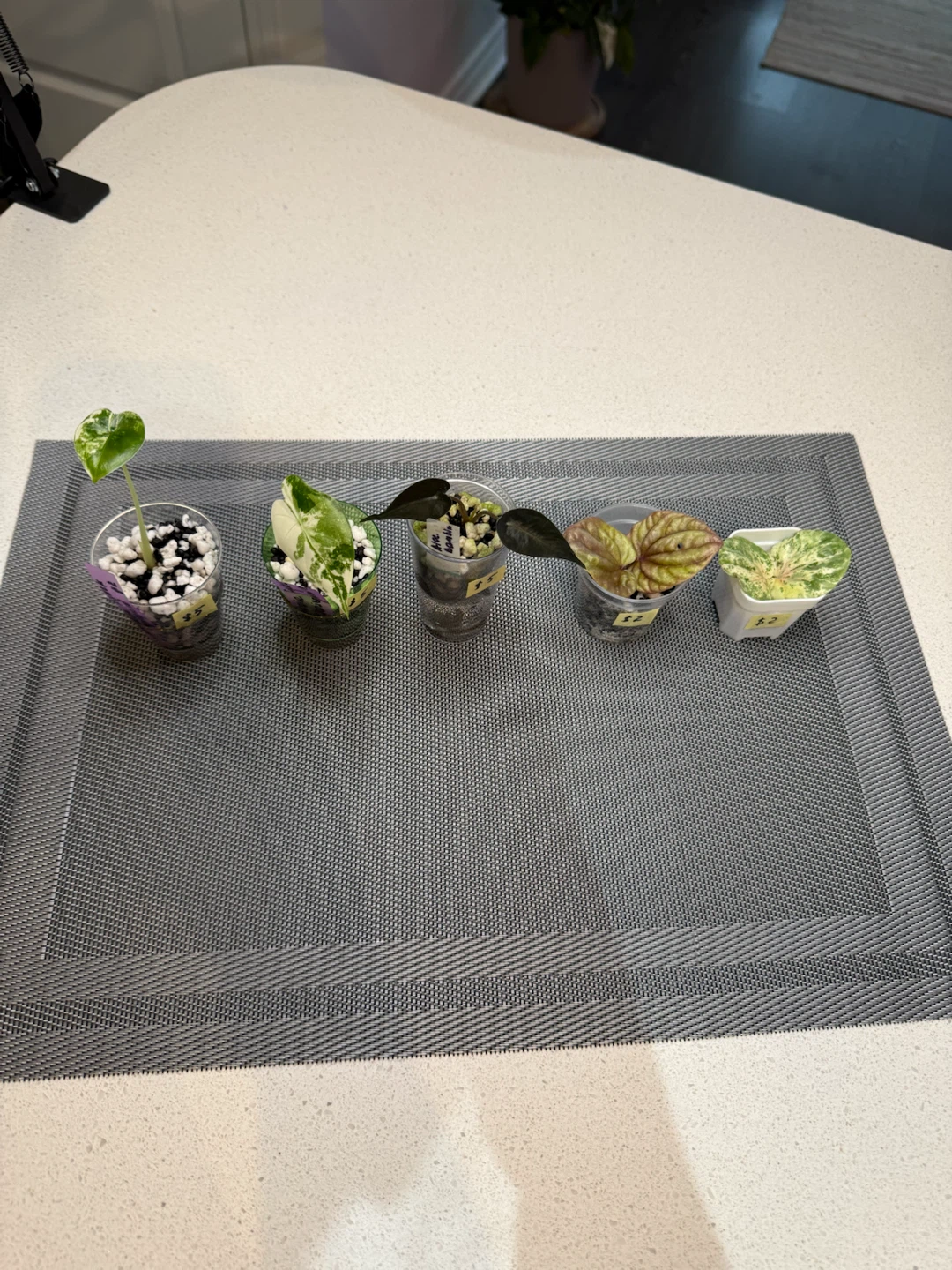 Assorted Variegated Indoor Plants