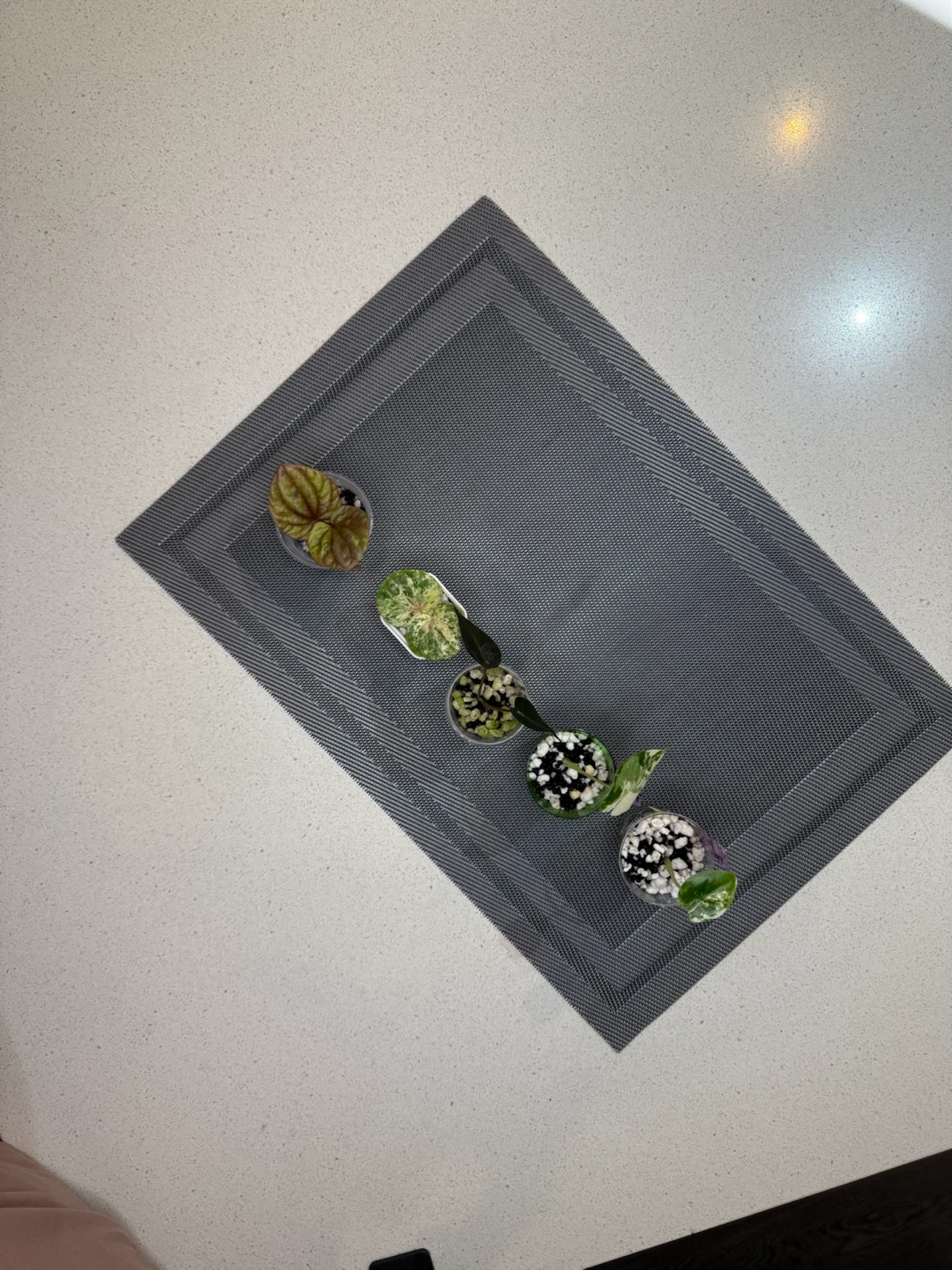 Assorted Variegated Indoor Plants - photo 2