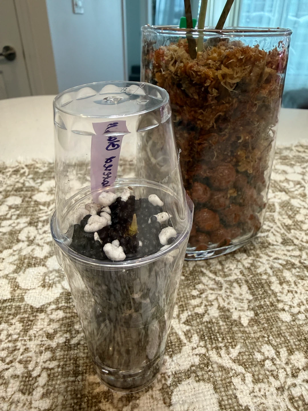 Alocasia Shattered Glass Corm - photo 2