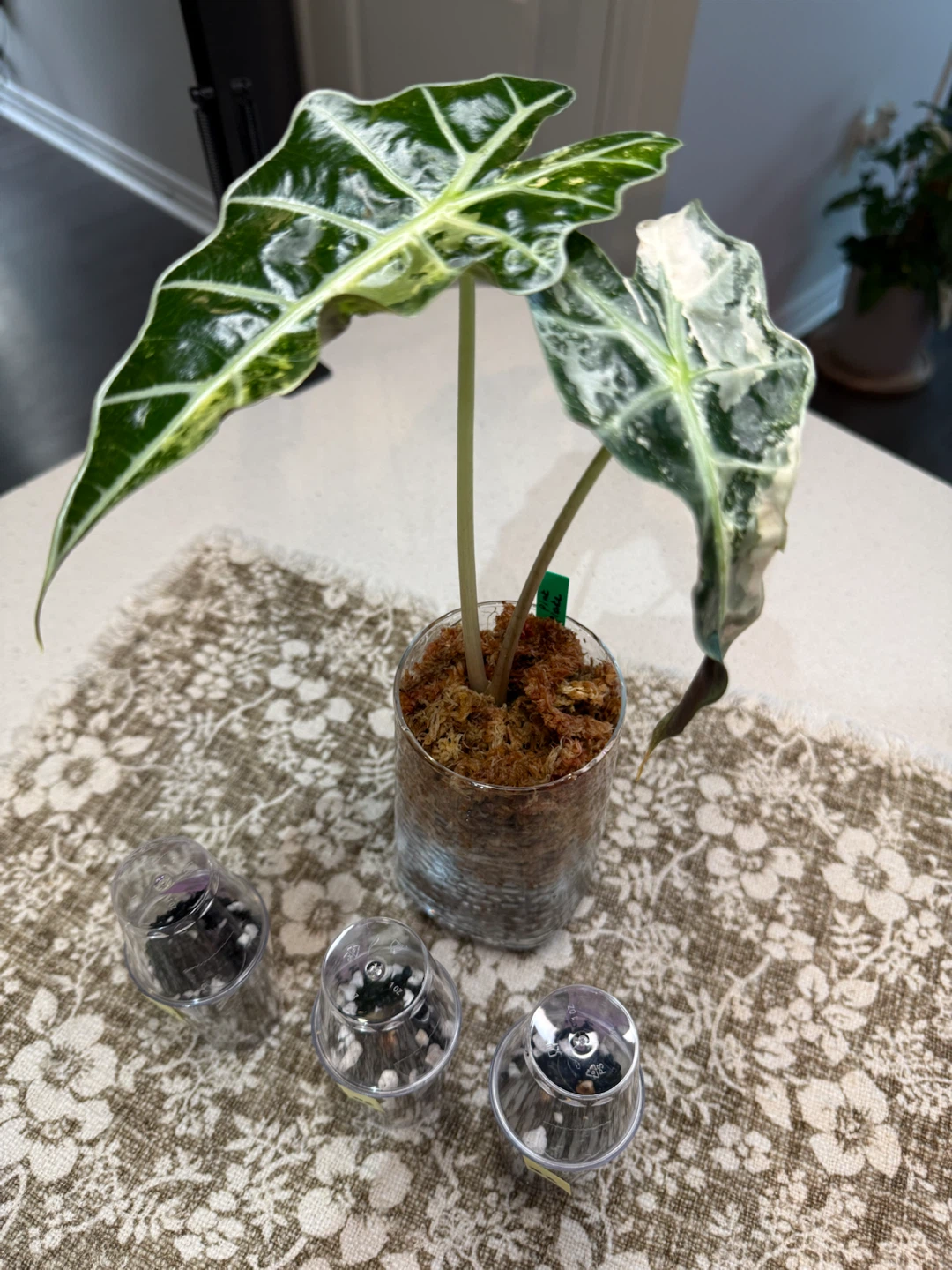 Variegated Alocasia Polly Snowflake corms