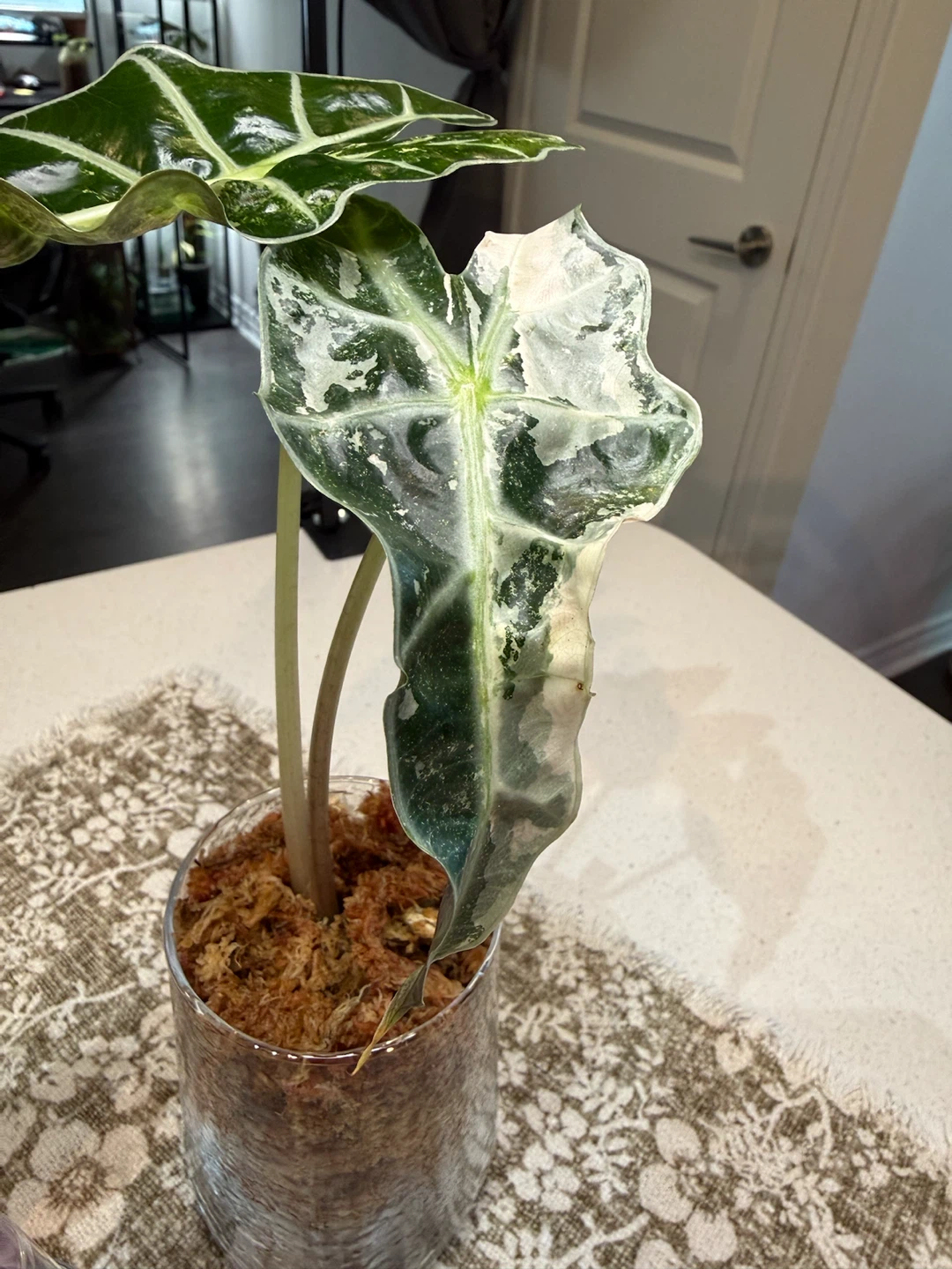 Variegated Alocasia Polly Snowflake corms - photo 2