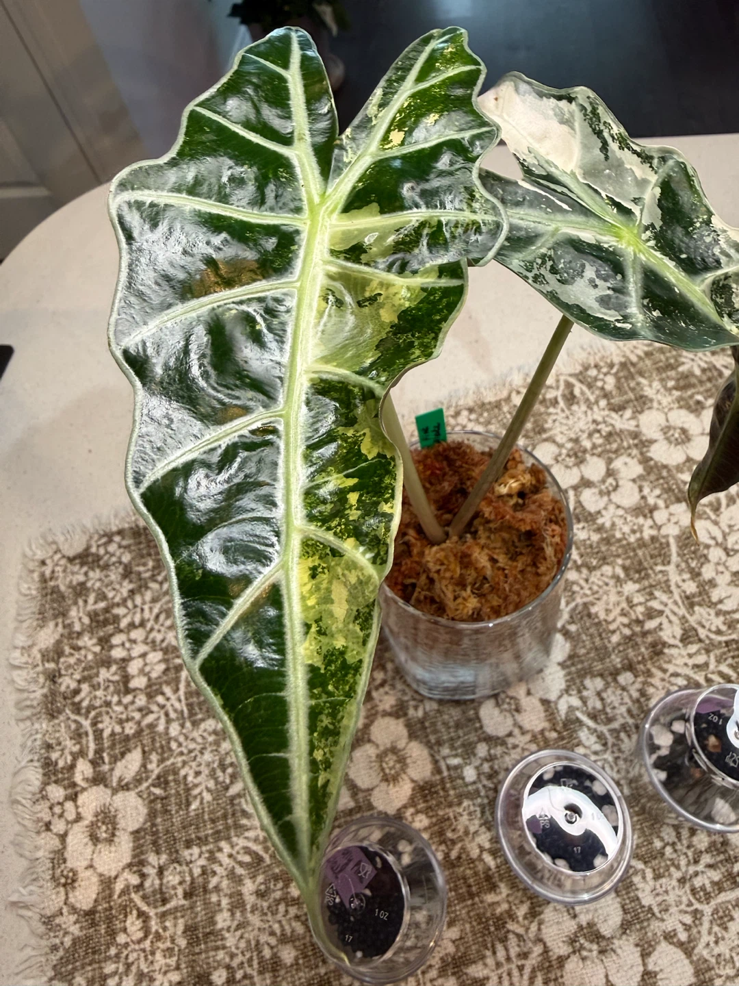 Variegated Alocasia Polly Snowflake corms - photo 3