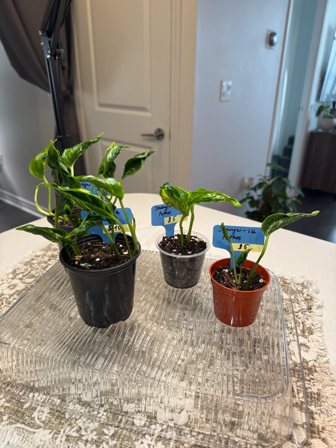 Shangri-La Pothos Plants