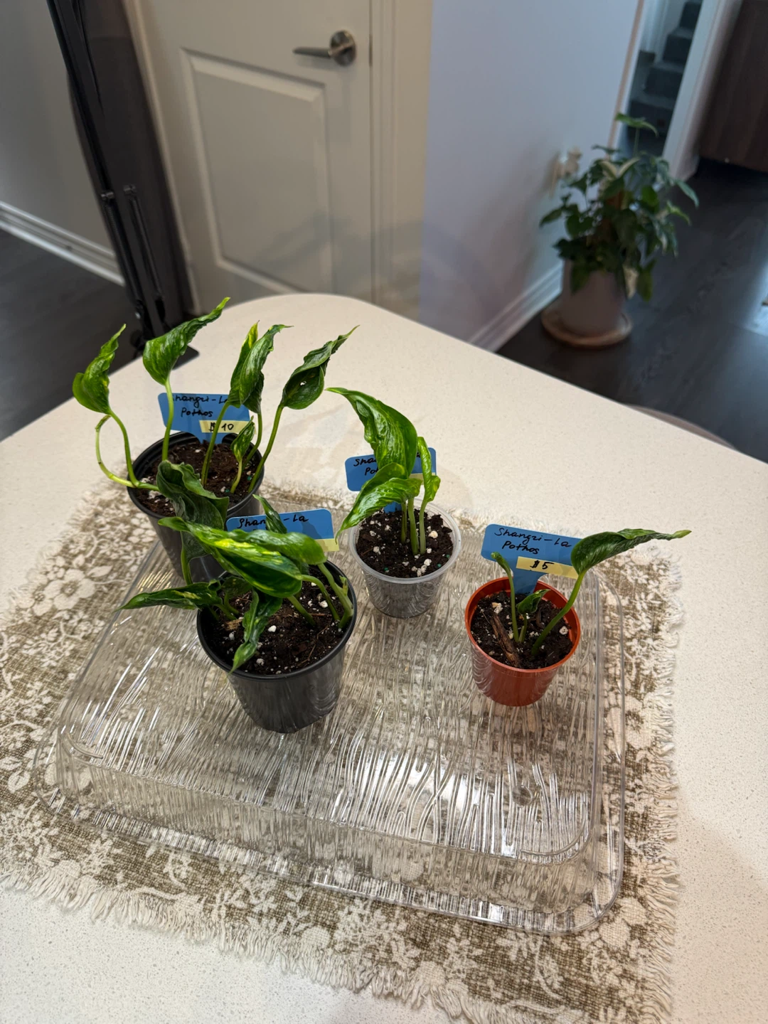 Shangri-La Pothos Plants - photo 2