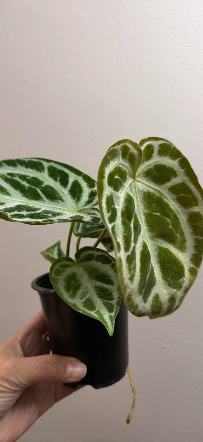 Anthurium silver blush