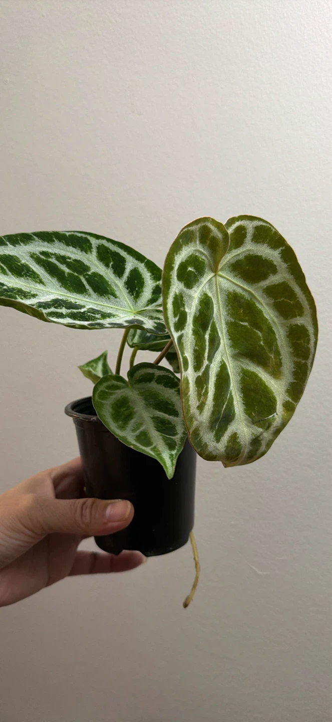 Anthurium silver blush - photo 2