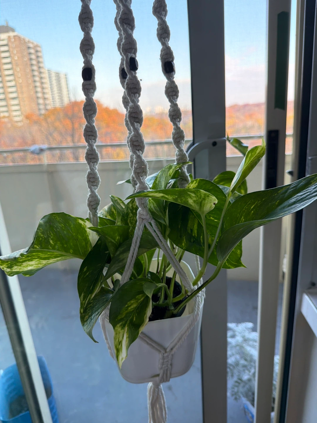 Macrame plant hanger with pothos plant