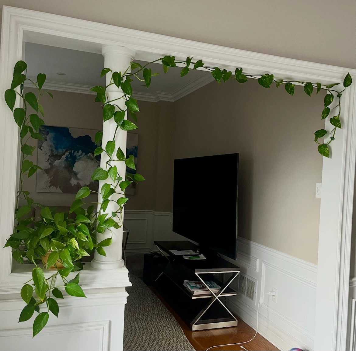 Large Golden variegated Pothos Houseplant