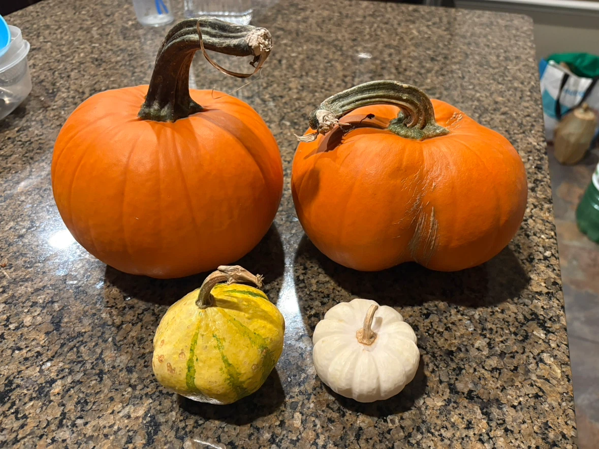 3 Pumpkins and 1 Gourd