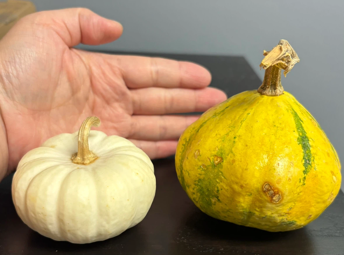3 Pumpkins and 1 Gourd - photo 3
