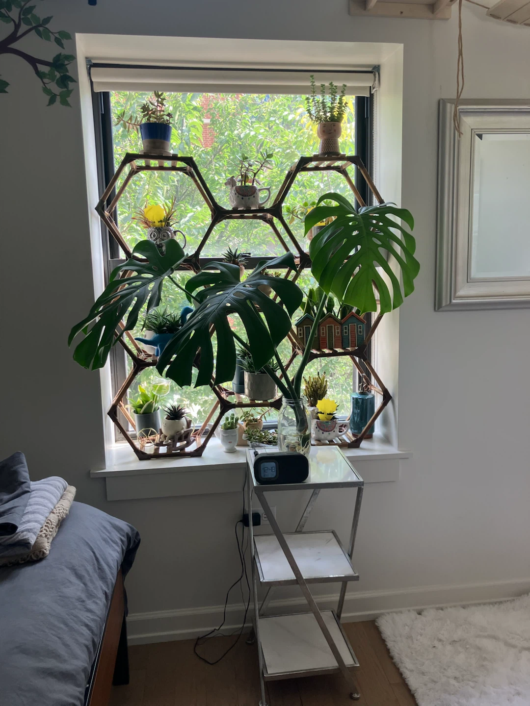 Hydroponic Monstera Swiss Cheese Plant