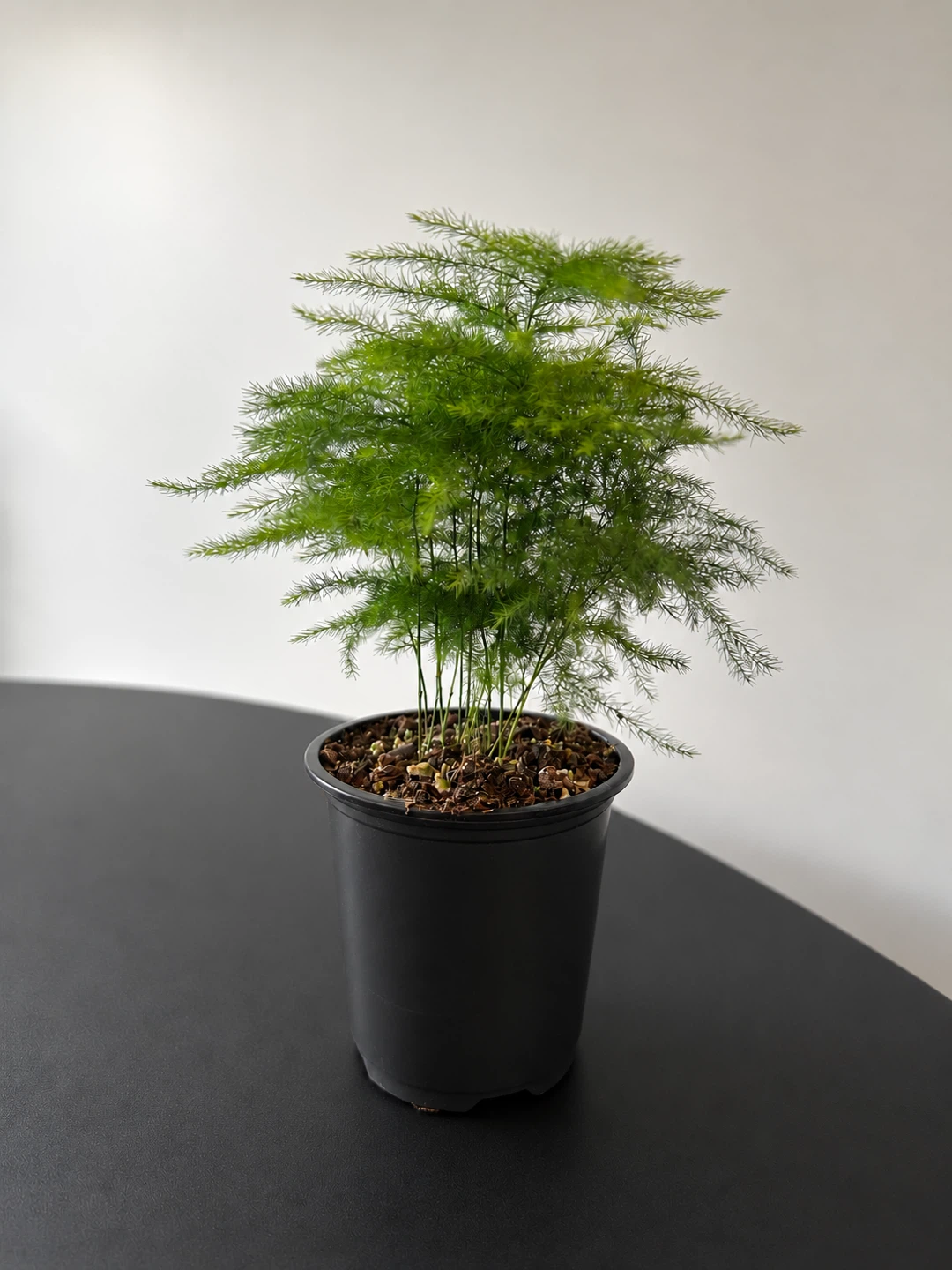 Asparagus Fern