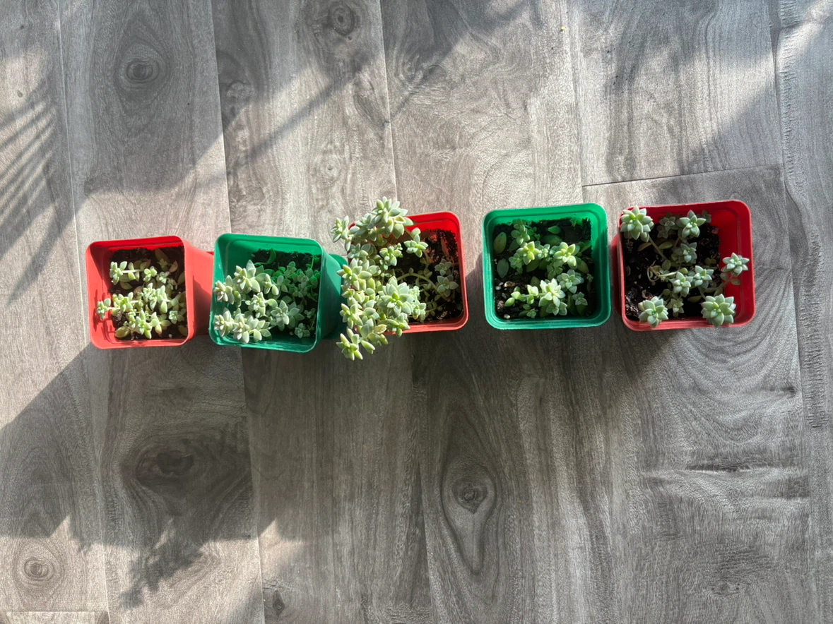 Five Succulent Plants in Square Pots