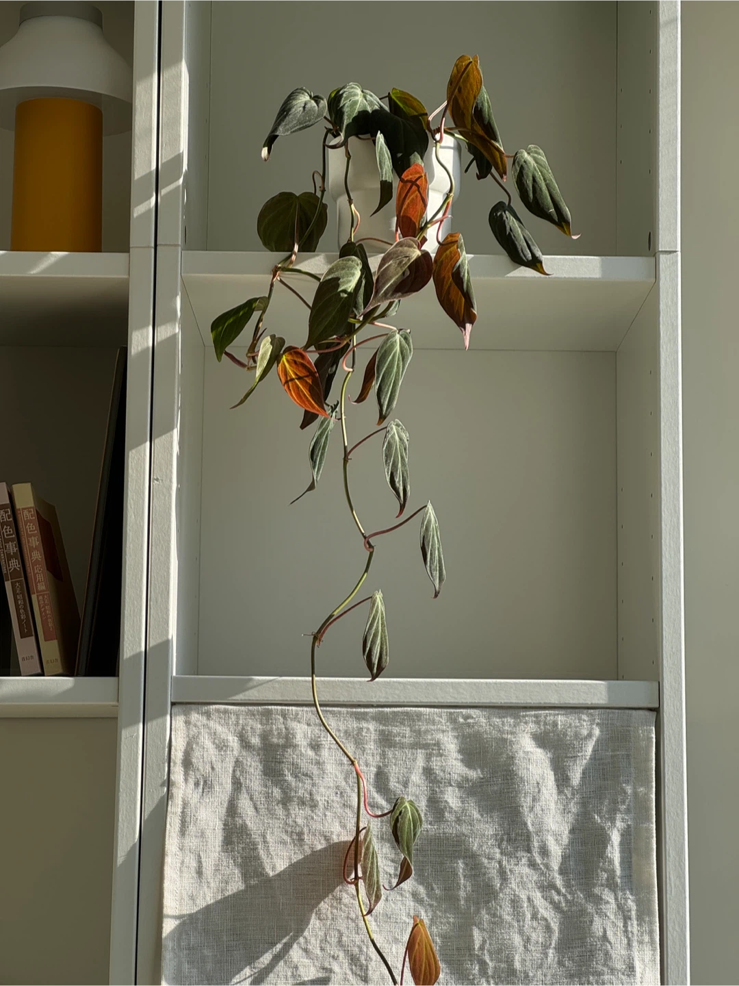 Philodendron micans