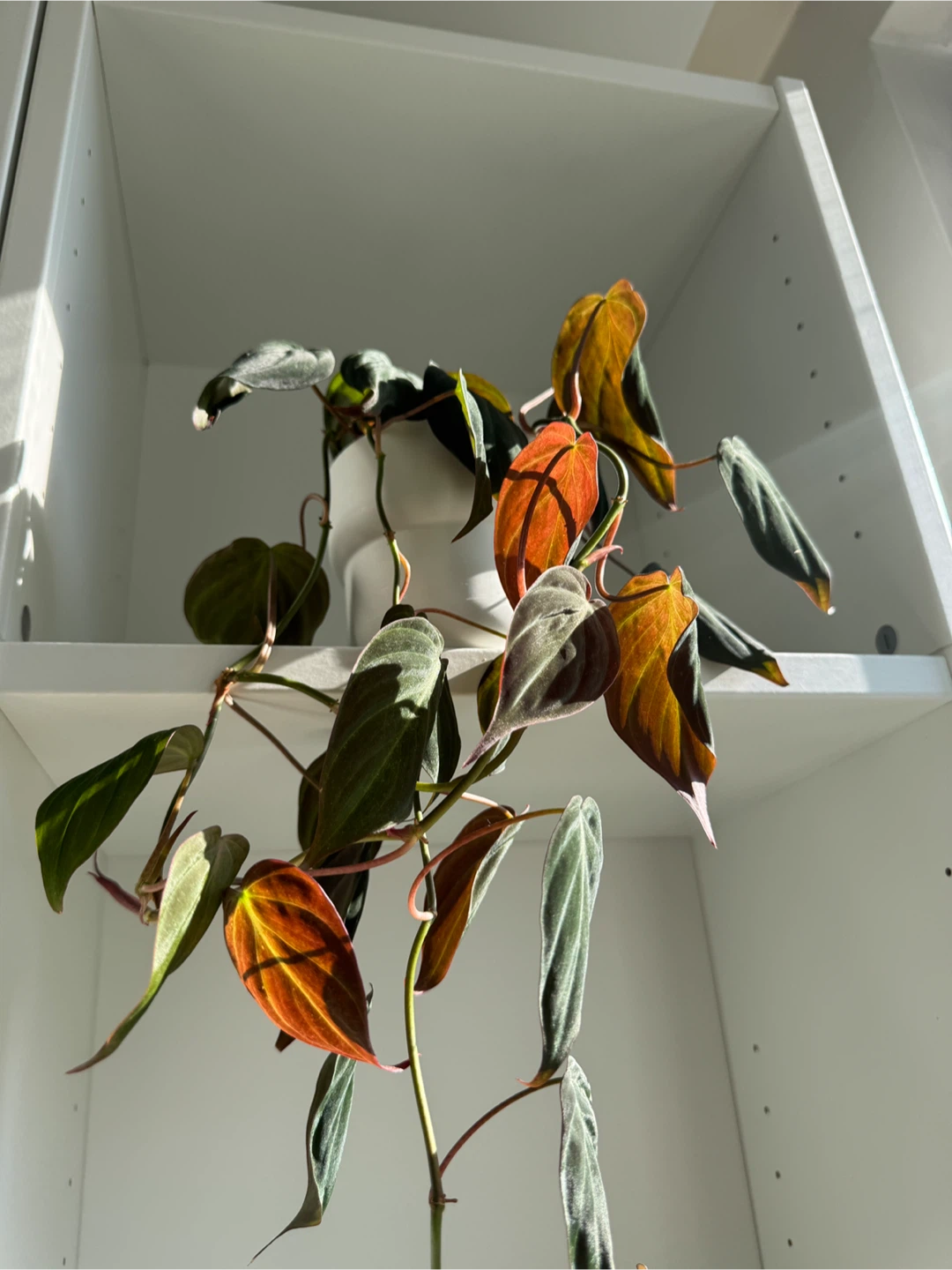 Philodendron micans - photo 2