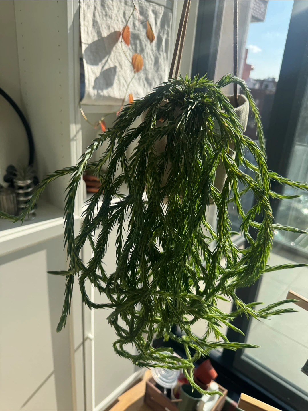Huperzia filiformis 'Blue Clay'