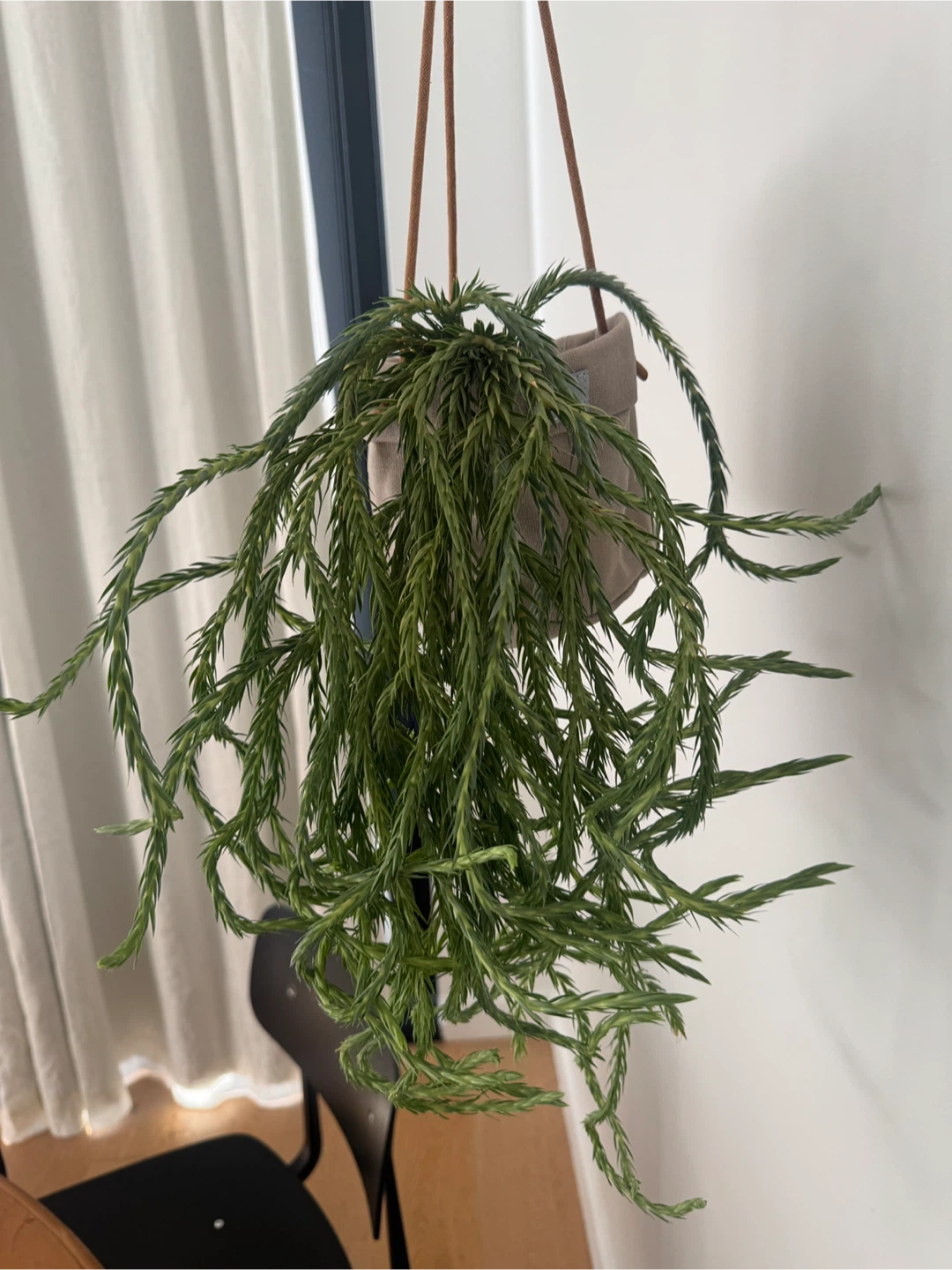 Huperzia filiformis 'Blue Clay' - photo 3