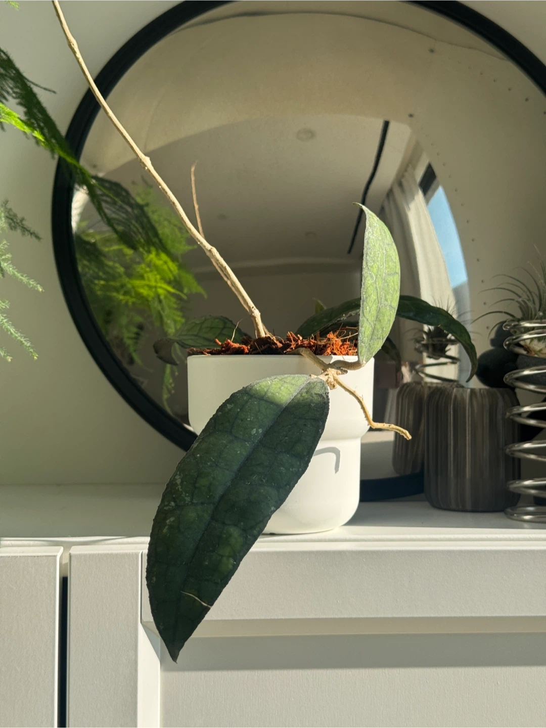 Hoya Clemensorium (rare)