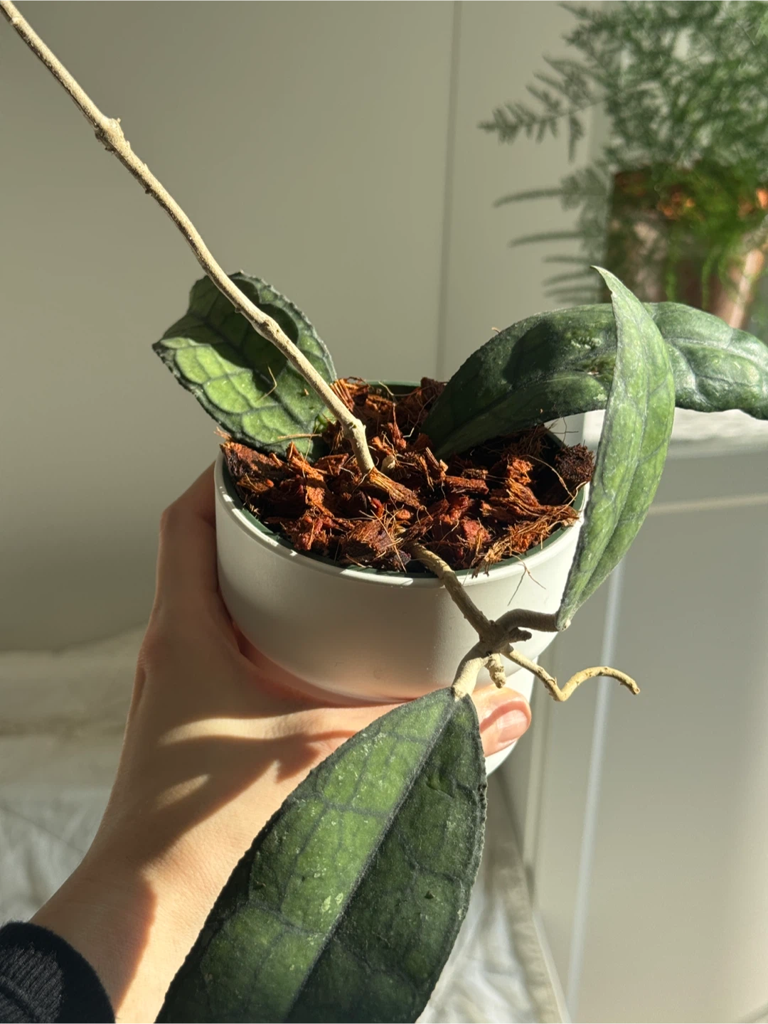 Hoya Clemensorium (rare) - photo 2