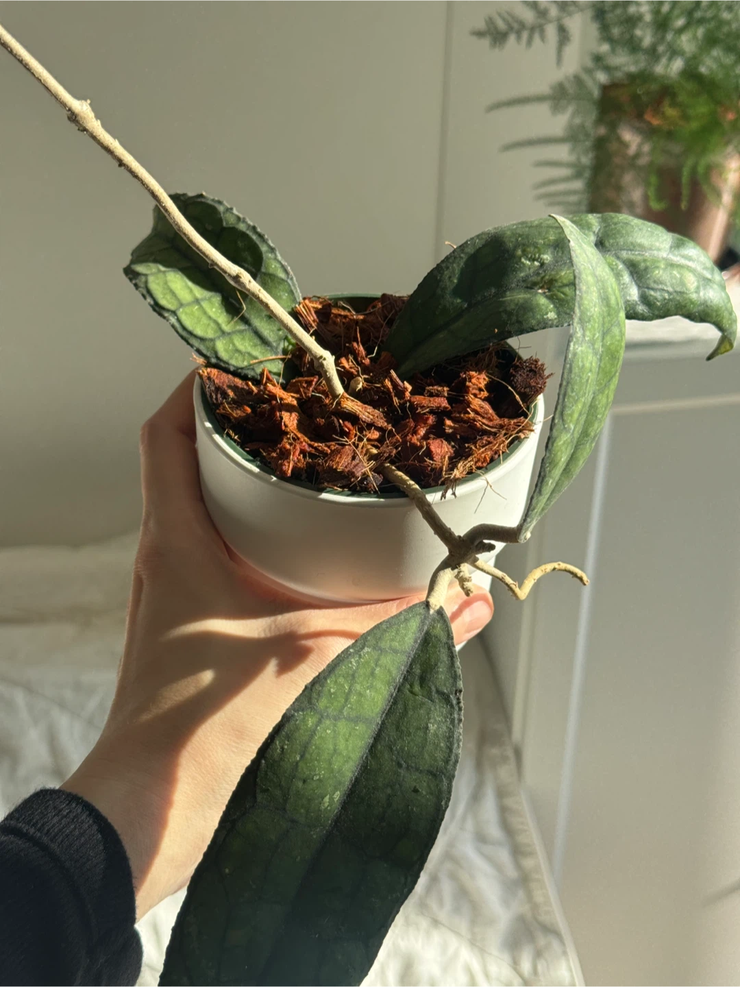 Hoya Clemensorium (rare) - photo 3