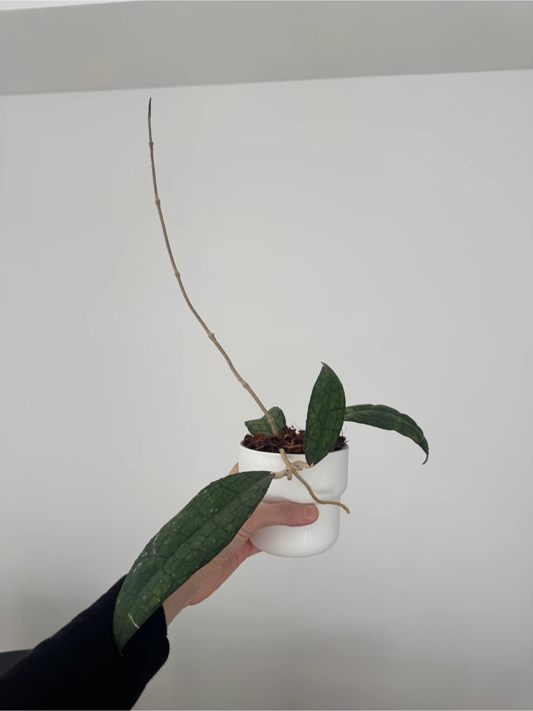 Hoya Clemensorium (rare) - photo 4