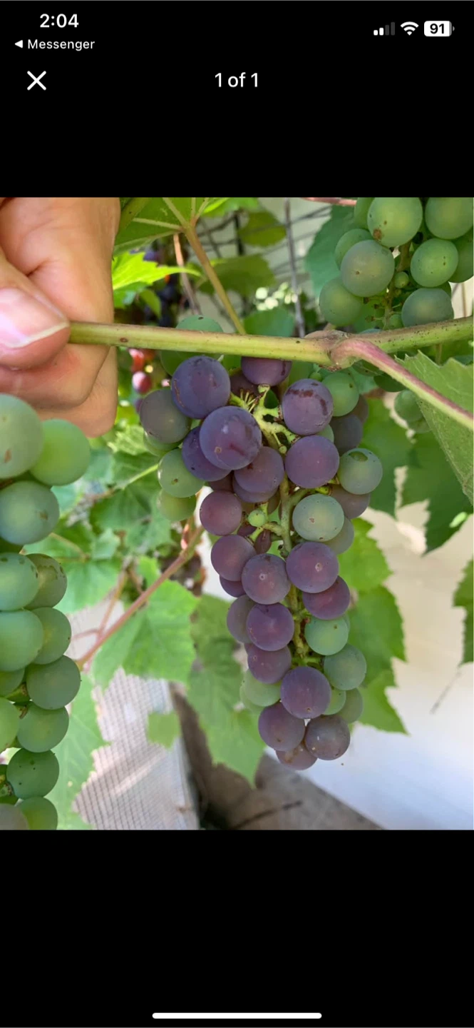 Grapes. Ready to go. Tastes Like a Concord Grape.