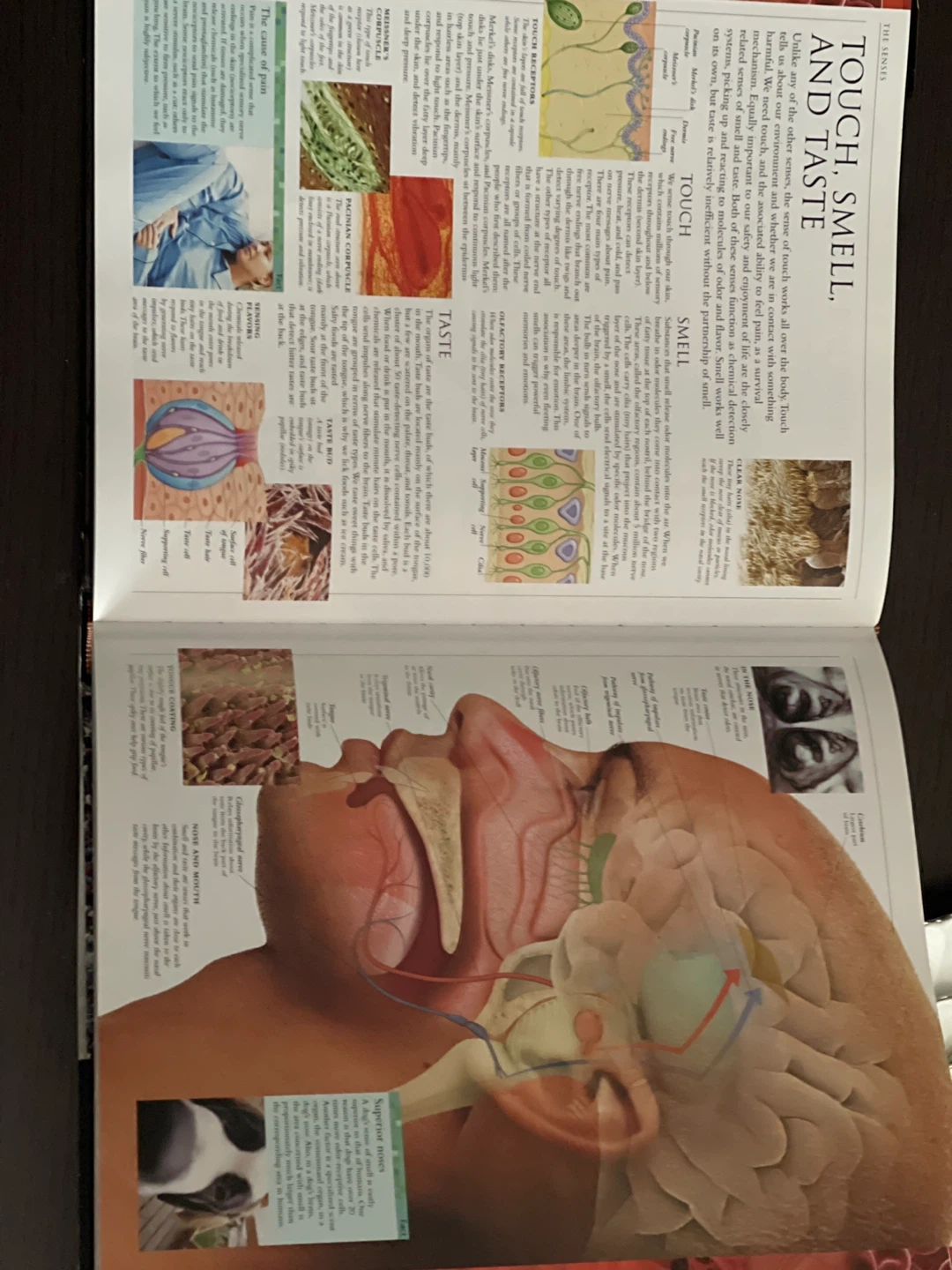 Human: The Definitive Visual Guide by Robert Winston - photo 3