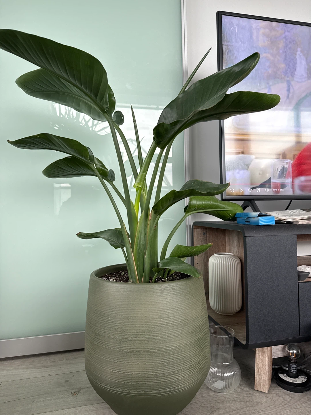 Strelitzia Nicolai Bird of Paradise Plant in Olive Pot