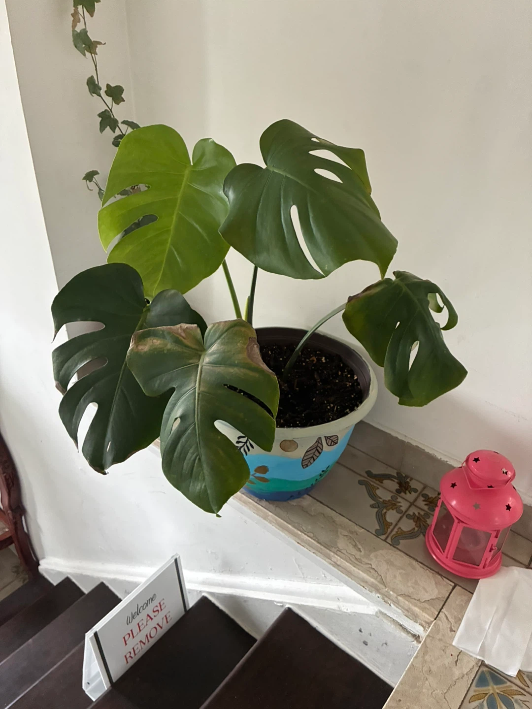 Monstera Deliciosa Plant