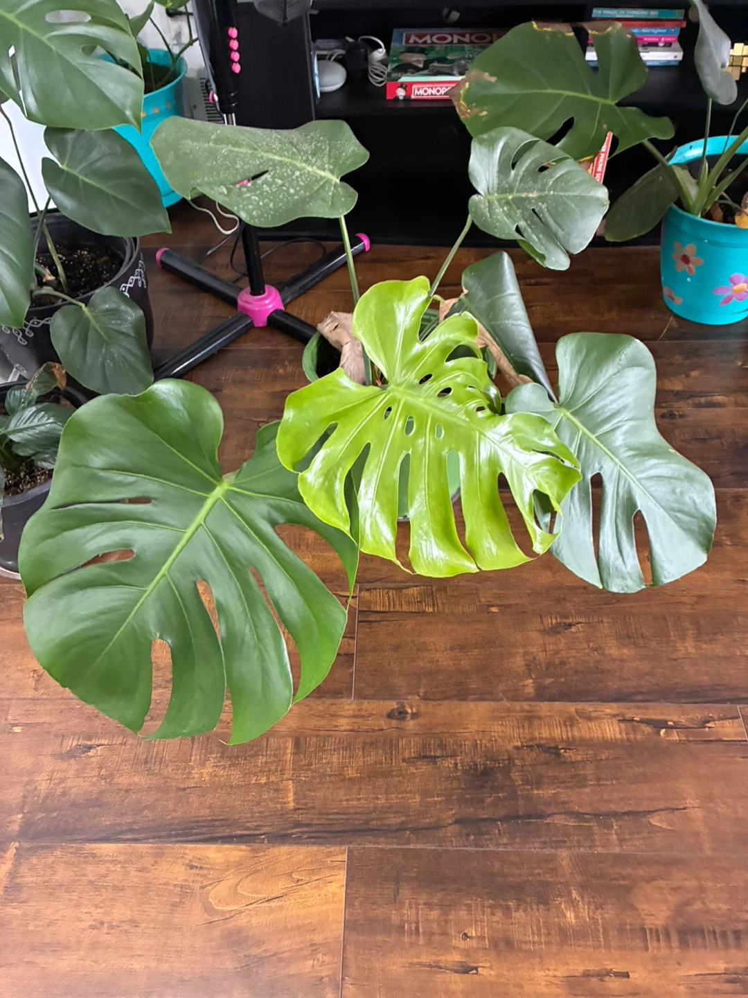 Monstera Deliciosa Plant - photo 2