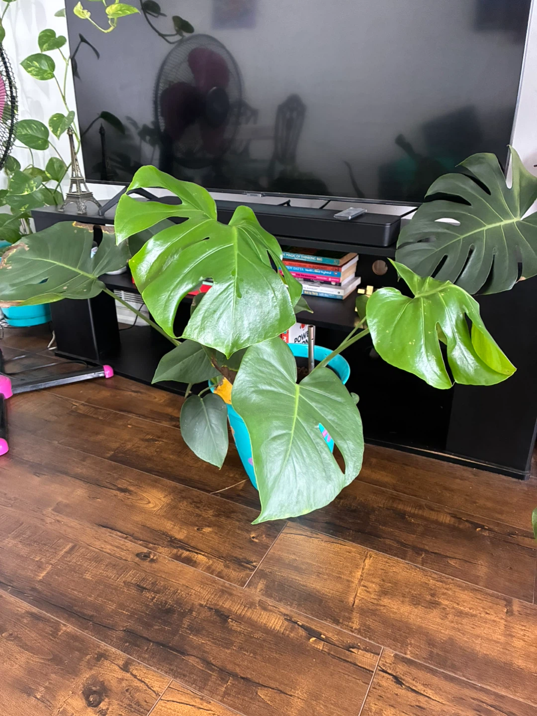 Monstera Deliciosa Plant - photo 3