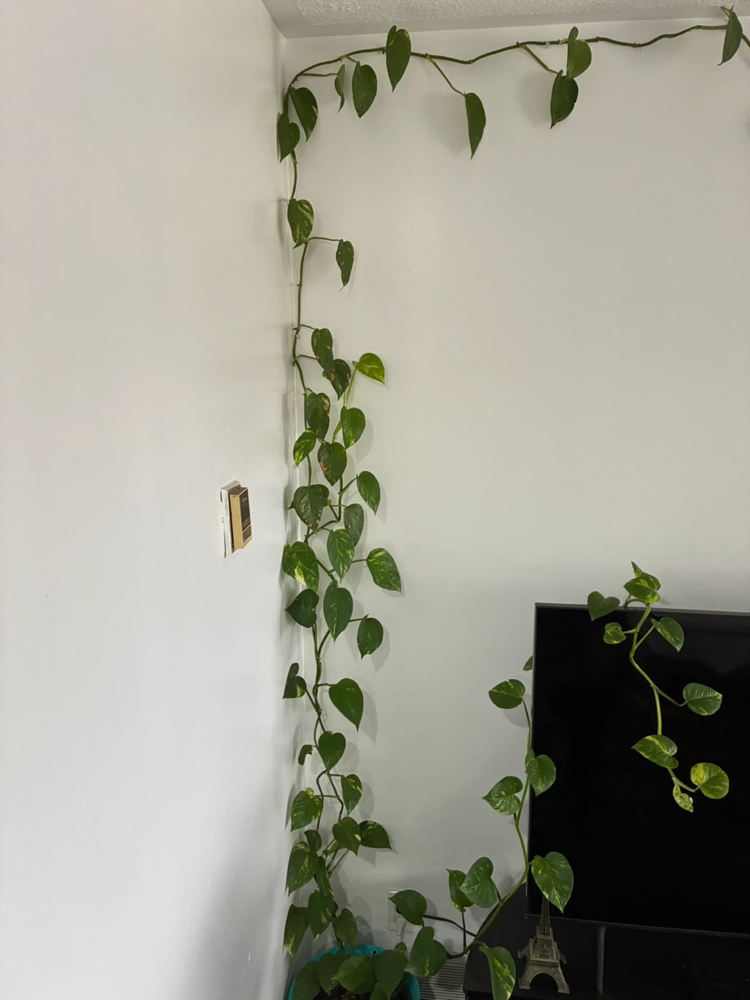 Monstera Deliciosa Plant - photo 4