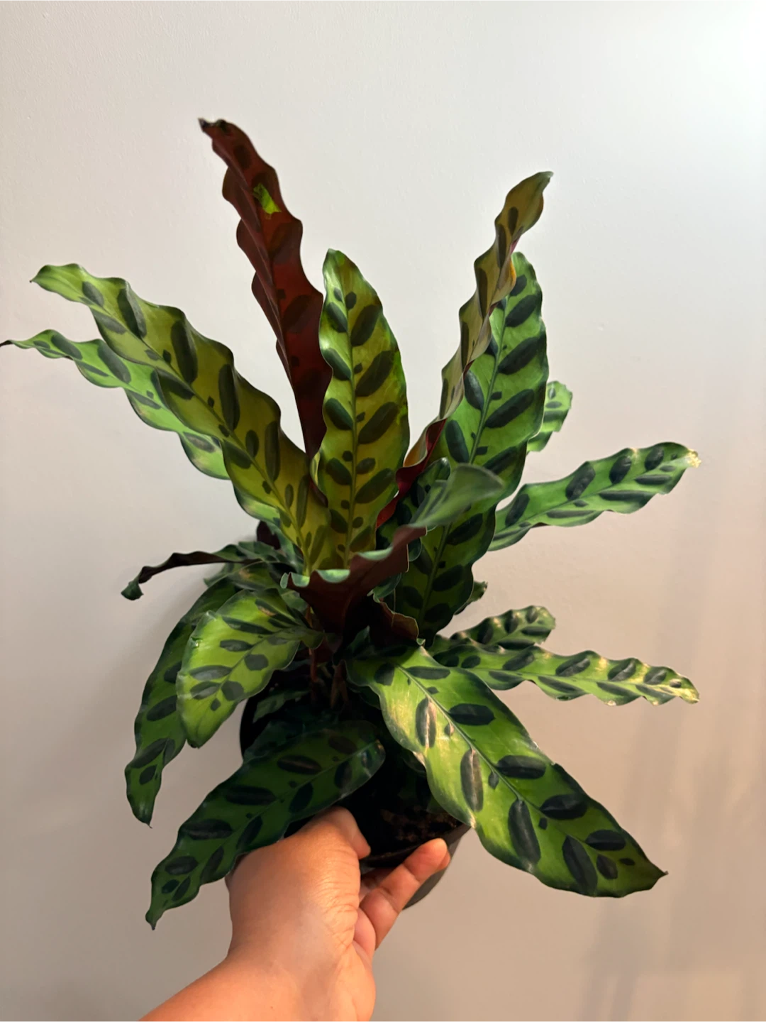 Calathea Lancifolia Rattlesnake Plant-6” pot