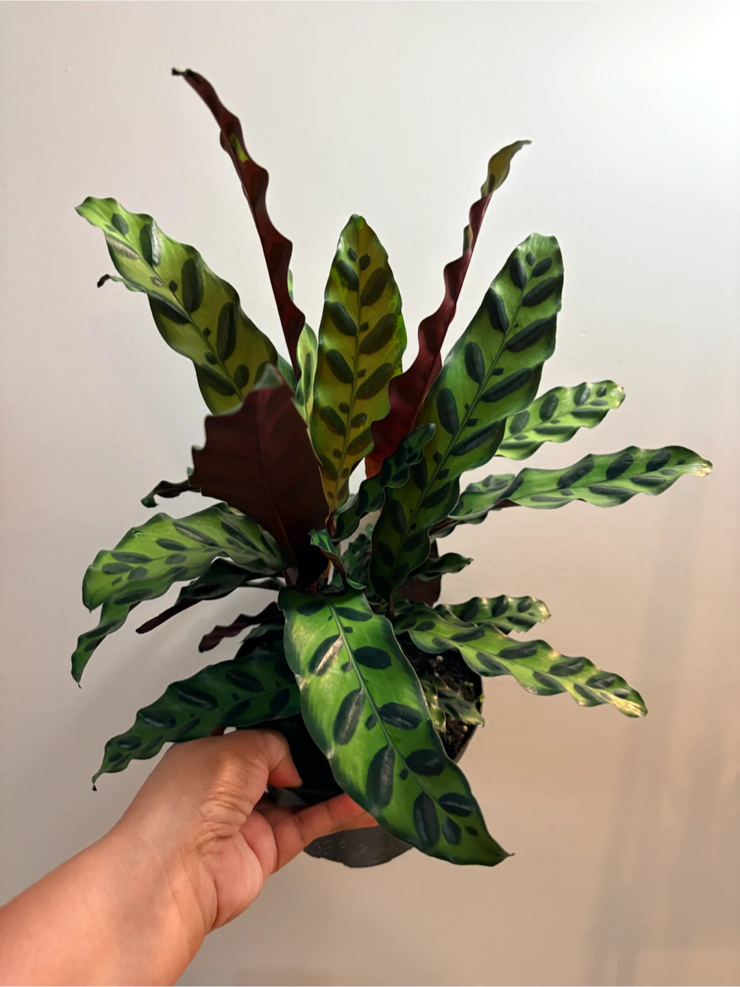 Calathea Lancifolia Rattlesnake Plant-6” pot - photo 2