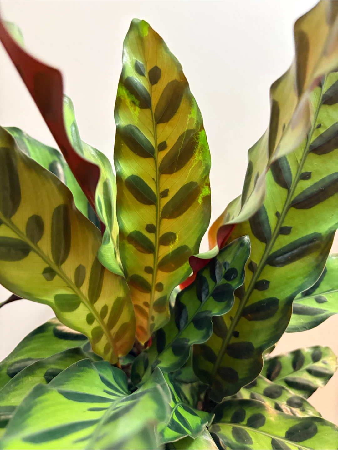 Calathea Lancifolia Rattlesnake Plant-6” pot - photo 3