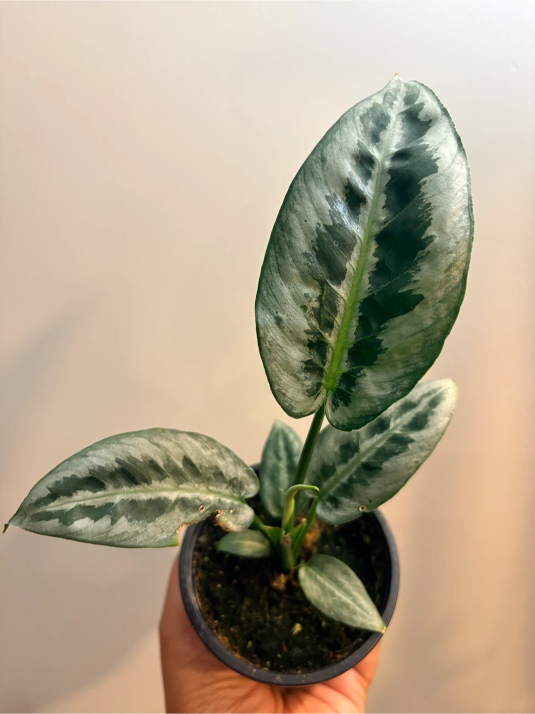 Schismatoglottis Silver Indukan-3.5” pot /Indoor plant