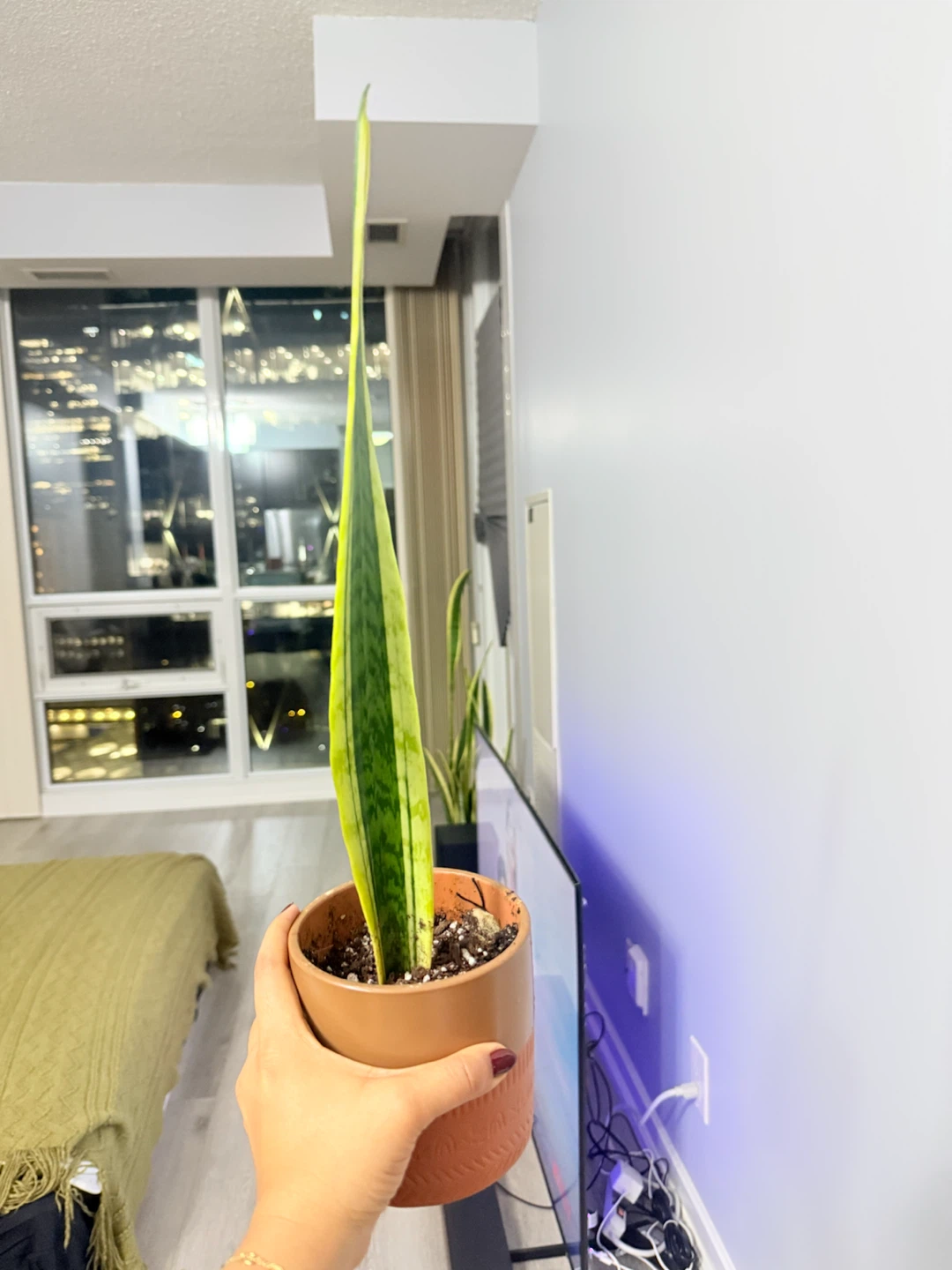 Snake plant leaf cutting (with roots)