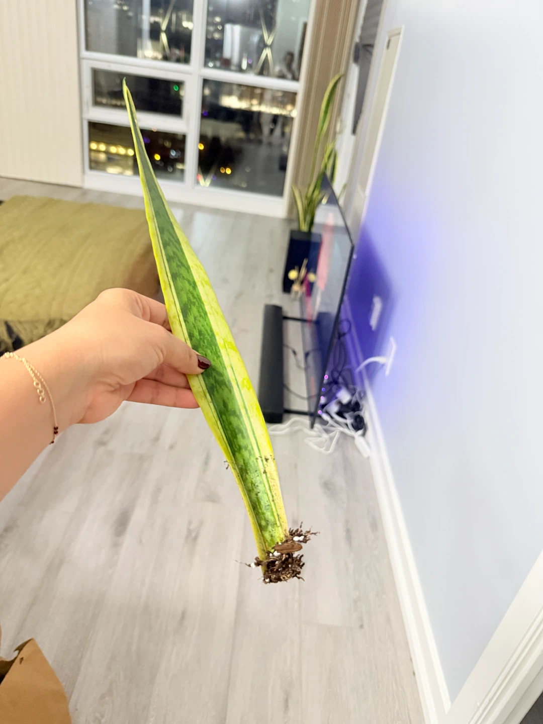 Snake plant leaf cutting (with roots) - photo 2