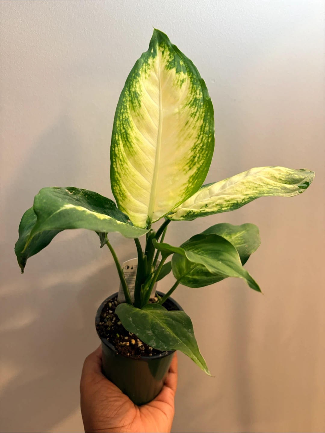 Dieffenbachia Houseplant