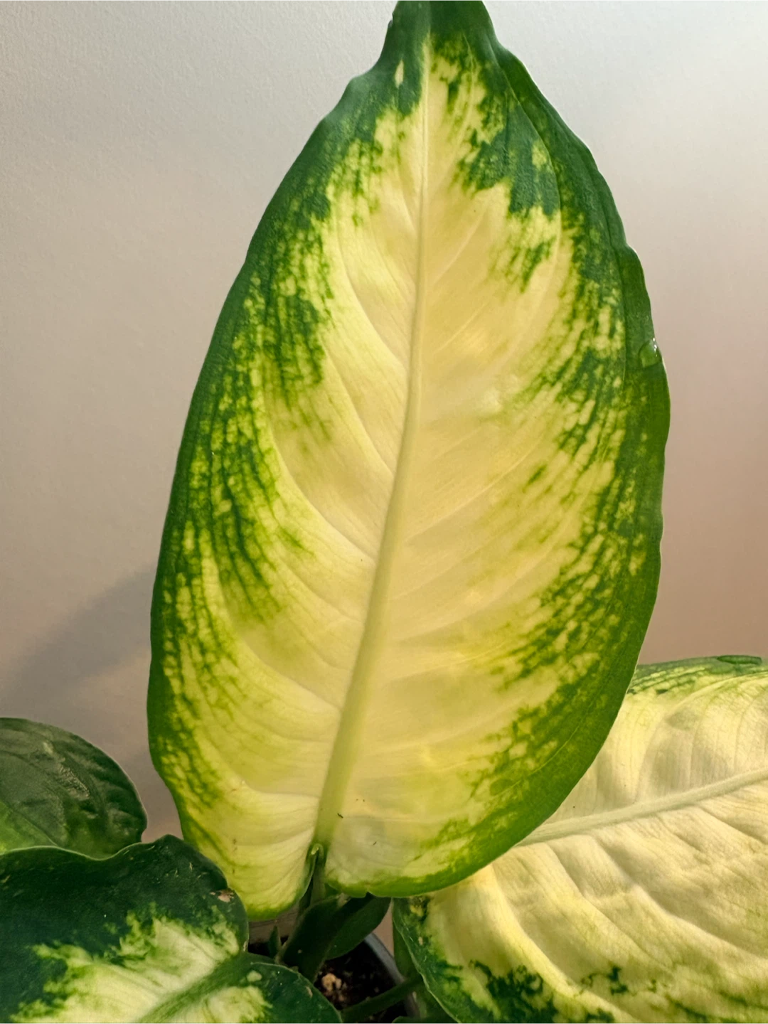 Dieffenbachia Houseplant - photo 2